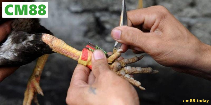 Kỹ thuật và chiến thuật trong Đá gà cựa dao