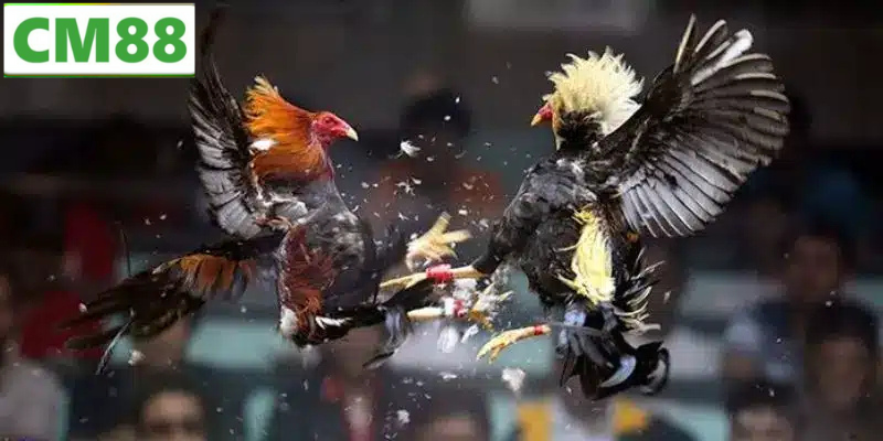 Tỷ lệ cược và chiến thuật khi tham gia Đá Gà C1